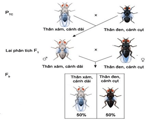 Lý thuyết Sinh 12 Chân trời sáng tạo Bài 8: Các quy luật di truyền của Morgan và di truyền giới tính
