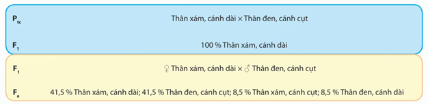 Lý thuyết Sinh 12 Chân trời sáng tạo Bài 8: Các quy luật di truyền của Morgan và di truyền giới tính