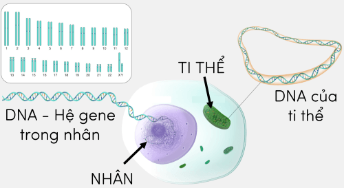 Lý thuyết Sinh 12 Chân trời sáng tạo Bài 9: Di truyền gene ngoài nhân