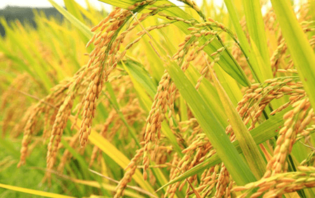 Lý thuyết Sinh 12 Chân trời sáng tạo Bài 9: Di truyền gene ngoài nhân