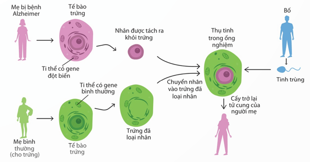 Lý thuyết Sinh 12 Chân trời sáng tạo Bài 9: Di truyền gene ngoài nhân