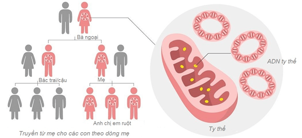 Lý thuyết Sinh 12 Chân trời sáng tạo Bài 9: Di truyền gene ngoài nhân