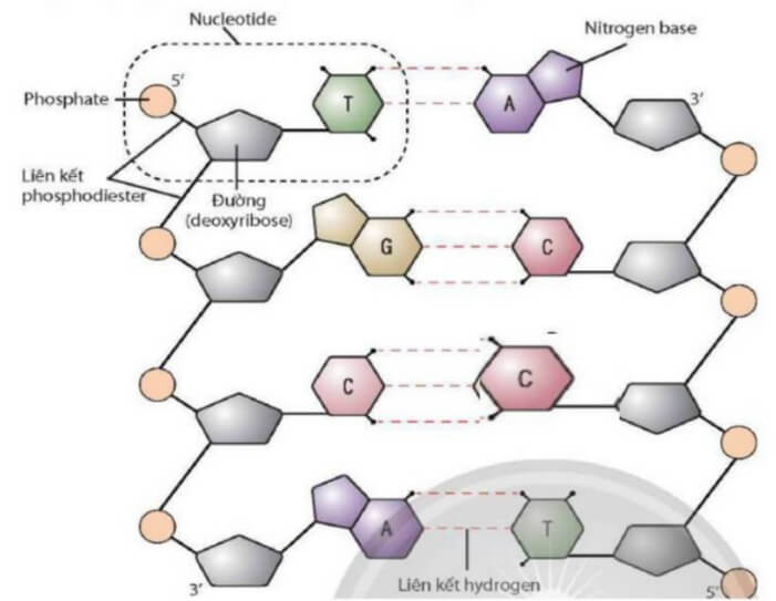 Trắc nghiệm Sinh học 12 Chân trời sáng tạo Bài 1 (có đáp án): Gene và cơ chế truyền thông tin di truyền