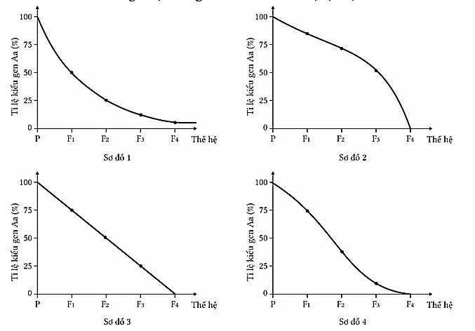 Trắc nghiệm Sinh học 12 Chân trời sáng tạo Bài 13 (có đáp án): Di truyền quần thể