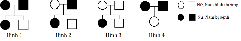 Trắc nghiệm Sinh học 12 Chân trời sáng tạo Bài 14 (có đáp án): Di truyền học người