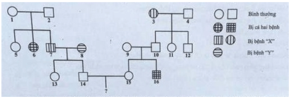 Trắc nghiệm Sinh học 12 Chân trời sáng tạo Bài 14 (có đáp án): Di truyền học người