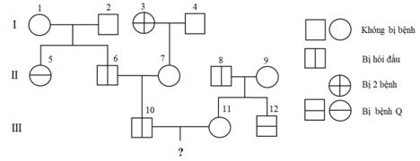 Trắc nghiệm Sinh học 12 Chân trời sáng tạo Bài 14 (có đáp án): Di truyền học người