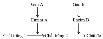 Trắc nghiệm Sinh học 12 Chân trời sáng tạo Bài 7 (có đáp án): Di truyền học Mendel và mở rộng học thuyết Mendel