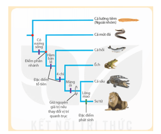 Sơ đồ cây tiến hoá dưới đây cho thấy những đặc điểm ở loài tổ tiên xuất hiện ở tất cả các loài