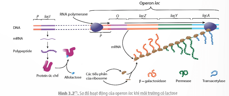 Quan sát các Hình 3.1 và 3.2 hãy giải thích cơ chế điều hòa biểu hiện gene của operon lac