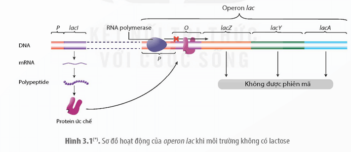 Quan sát các Hình 3.1 và 3.2 hãy giải thích cơ chế điều hòa biểu hiện gene của operon lac