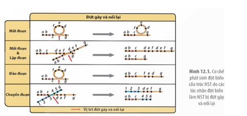 Quan sát Hình 12.1 và trình bày cơ chế phát sinh các dạng đột biến cấu trúc NST