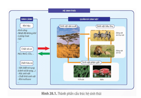 Dựa vào Hình 28.1, hãy chỉ ra mối quan hệ giữa các nhóm sinh vật trong quần xã
