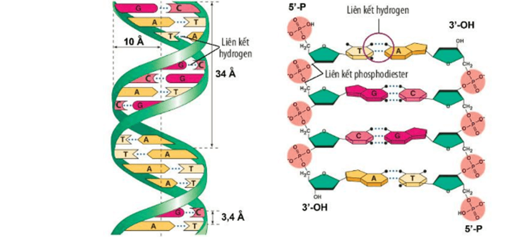 Lý thuyết DNA và cơ chế tái bản DNA (Sinh 12 Kết nối tri thức Bài 1)