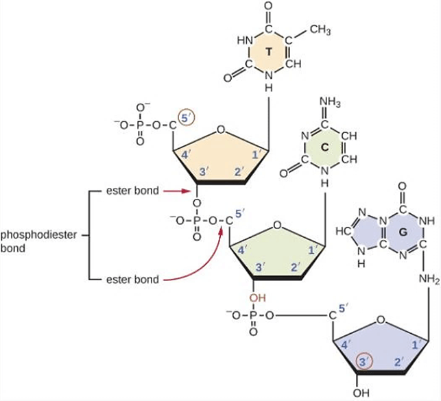 Lý thuyết DNA và cơ chế tái bản DNA (Sinh 12 Kết nối tri thức Bài 1)