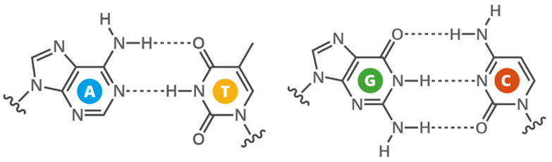 Lý thuyết DNA và cơ chế tái bản DNA (Sinh 12 Kết nối tri thức Bài 1)