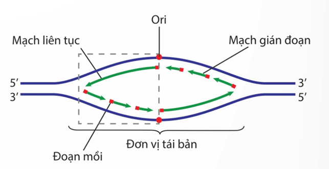 Lý thuyết DNA và cơ chế tái bản DNA (Sinh 12 Kết nối tri thức Bài 1)