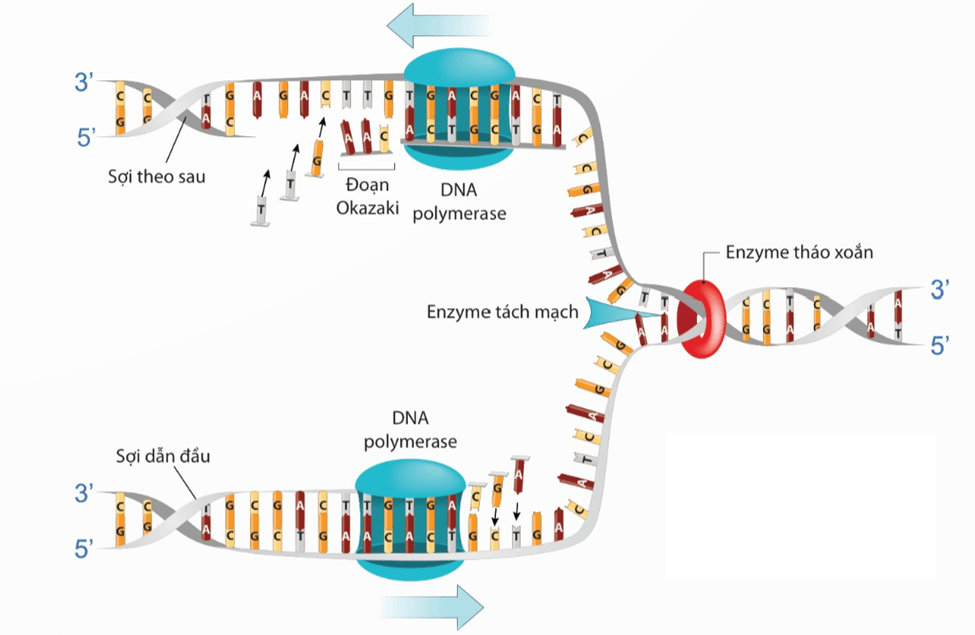 Lý thuyết DNA và cơ chế tái bản DNA (Sinh 12 Kết nối tri thức Bài 1)