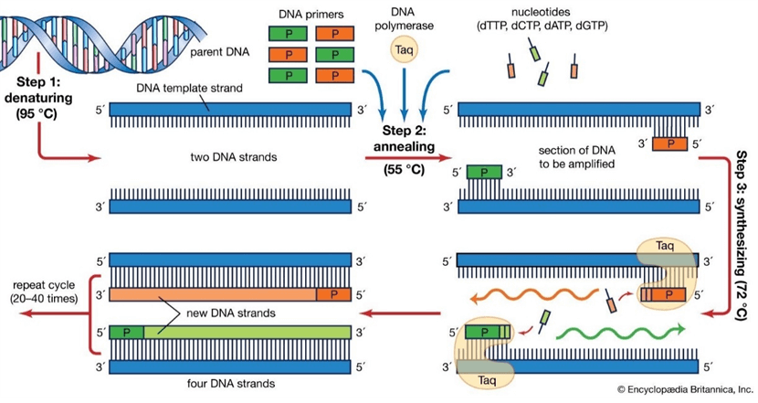 Lý thuyết DNA và cơ chế tái bản DNA (Sinh 12 Kết nối tri thức Bài 1)