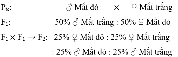 Lý thuyết Di truyền giới tính và di truyền liên kết với giới tính (Sinh 12 Kết nối tri thức Bài 10)