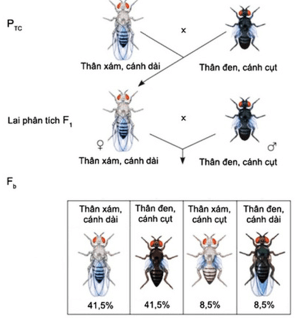 Lý thuyết Liên kết gene và hoán vị gene (Sinh 12 Kết nối tri thức Bài 11)