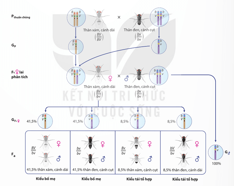Lý thuyết Liên kết gene và hoán vị gene (Sinh 12 Kết nối tri thức Bài 11)