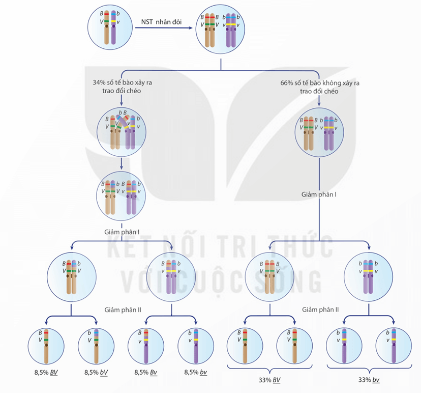 Lý thuyết Liên kết gene và hoán vị gene (Sinh 12 Kết nối tri thức Bài 11)