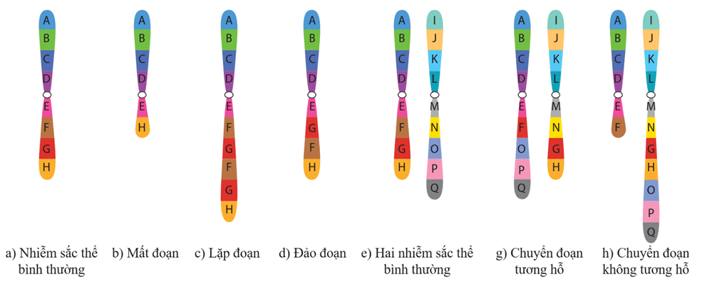 Lý thuyết Đột biến nhiễm sắc thể (Sinh 12 Kết nối tri thức Bài 12)