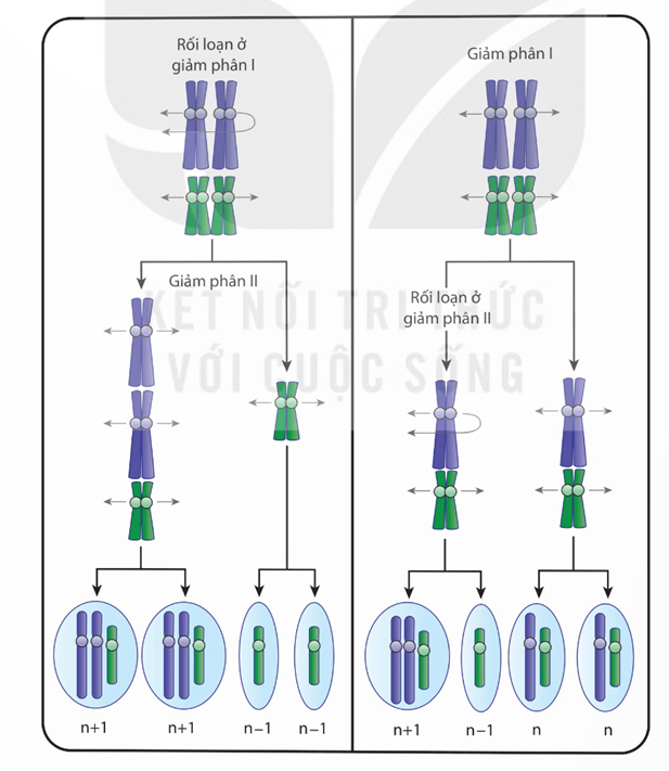 Lý thuyết Đột biến nhiễm sắc thể (Sinh 12 Kết nối tri thức Bài 12)