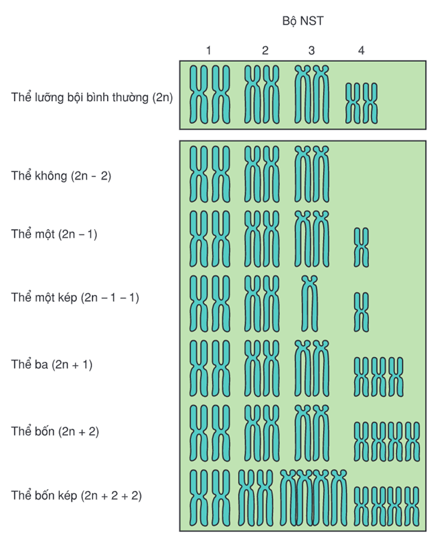 Lý thuyết Đột biến nhiễm sắc thể (Sinh 12 Kết nối tri thức Bài 12)