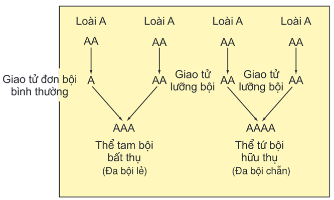 Lý thuyết Đột biến nhiễm sắc thể (Sinh 12 Kết nối tri thức Bài 12)