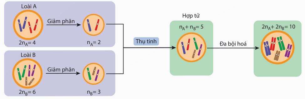 Lý thuyết Đột biến nhiễm sắc thể (Sinh 12 Kết nối tri thức Bài 12)