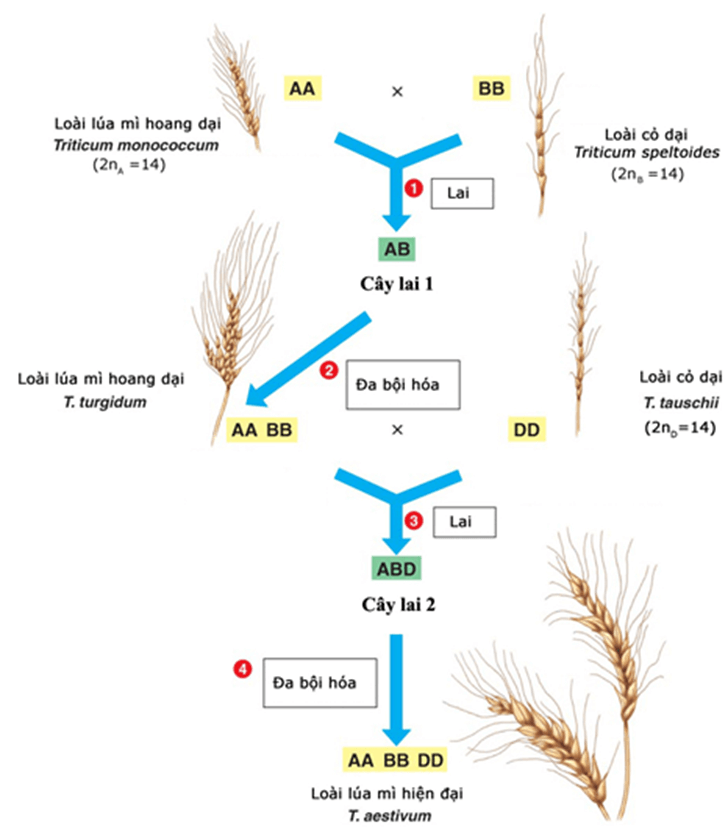 Lý thuyết Đột biến nhiễm sắc thể (Sinh 12 Kết nối tri thức Bài 12)