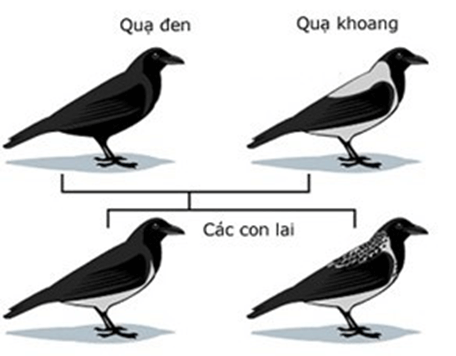 Lý thuyết Đột biến nhiễm sắc thể (Sinh 12 Kết nối tri thức Bài 12)