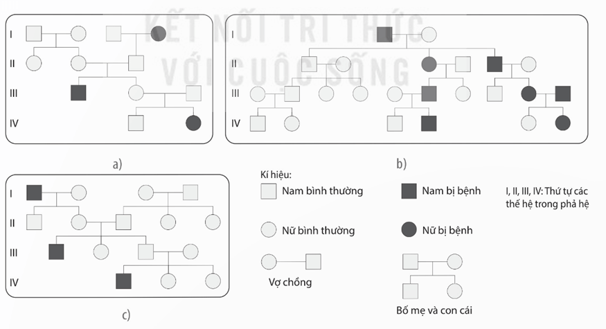 Lý thuyết Di truyền học người và di truyền y học (Sinh 12 Kết nối tri thức Bài 13)