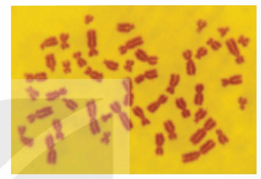 Lý thuyết Thực hành: Quan sát một số dạng đột biến nhiễm sắc thể (Sinh 12 Kết nối tri thức Bài 14)