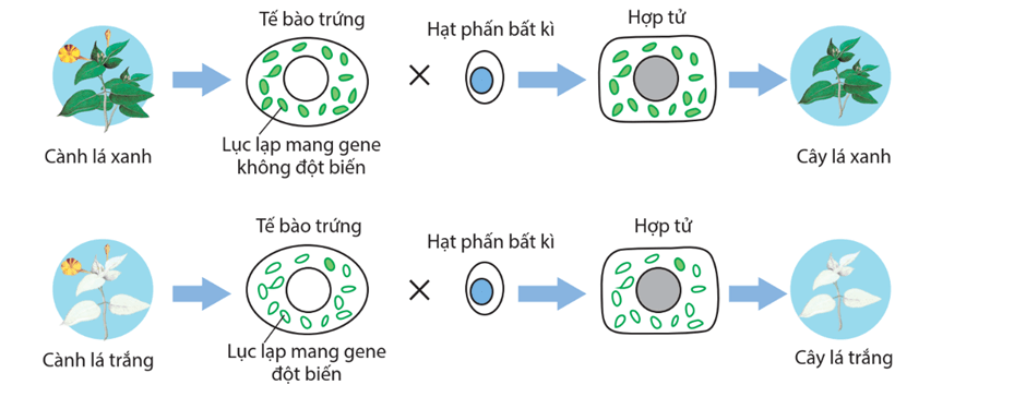 Lý thuyết Di truyền gene ngoài nhân (Sinh 12 Kết nối tri thức Bài 15)