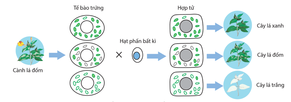 Lý thuyết Di truyền gene ngoài nhân (Sinh 12 Kết nối tri thức Bài 15)