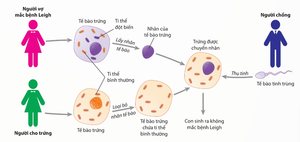 Lý thuyết Di truyền gene ngoài nhân (Sinh 12 Kết nối tri thức Bài 15)