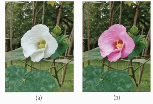 Lý thuyết Tương tác giữa kiểu gene với môi trường và thành tựu chọn giống (Sinh 12 Kết nối tri thức Bài 16)