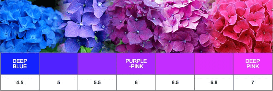 Lý thuyết Tương tác giữa kiểu gene với môi trường và thành tựu chọn giống (Sinh 12 Kết nối tri thức Bài 16)