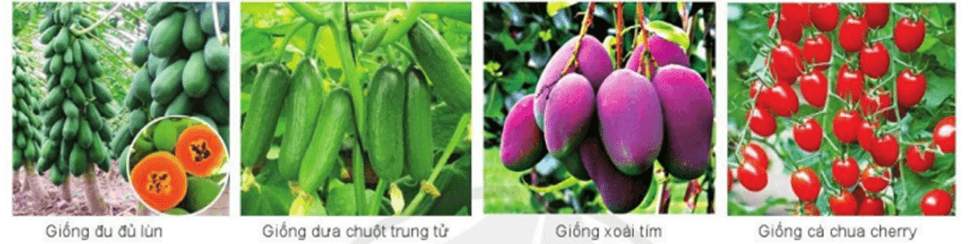Lý thuyết Tương tác giữa kiểu gene với môi trường và thành tựu chọn giống (Sinh 12 Kết nối tri thức Bài 16)