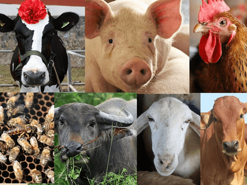 Lý thuyết Tương tác giữa kiểu gene với môi trường và thành tựu chọn giống (Sinh 12 Kết nối tri thức Bài 16)