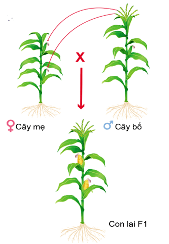Lý thuyết Tương tác giữa kiểu gene với môi trường và thành tựu chọn giống (Sinh 12 Kết nối tri thức Bài 16)