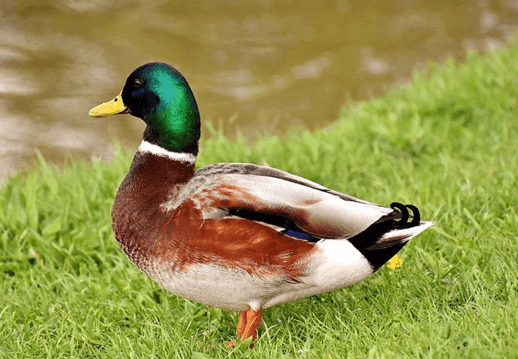 Lý thuyết Tương tác giữa kiểu gene với môi trường và thành tựu chọn giống (Sinh 12 Kết nối tri thức Bài 16)