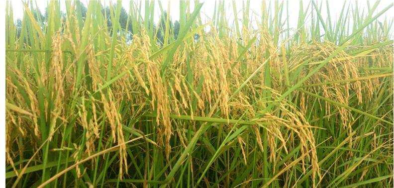 Lý thuyết Tương tác giữa kiểu gene với môi trường và thành tựu chọn giống (Sinh 12 Kết nối tri thức Bài 16)