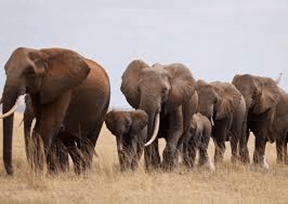 Lý thuyết Di truyền quần thể (Sinh 12 Kết nối tri thức Bài 18)