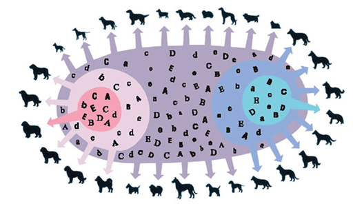 Lý thuyết Di truyền quần thể (Sinh 12 Kết nối tri thức Bài 18)