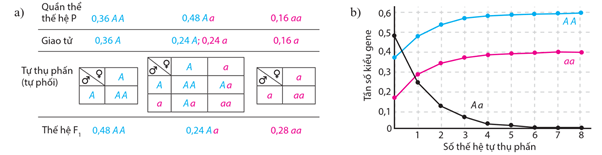 Lý thuyết Di truyền quần thể (Sinh 12 Kết nối tri thức Bài 18)