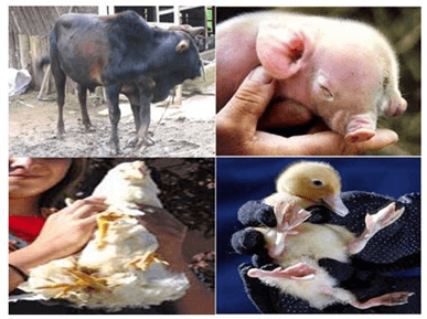 Lý thuyết Di truyền quần thể (Sinh 12 Kết nối tri thức Bài 18)